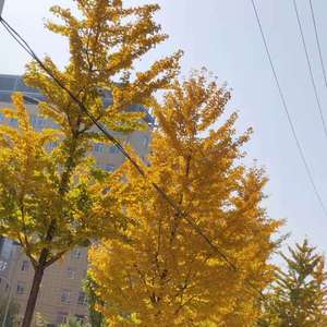 原谅我把你想的最坏 wav