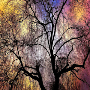 Плакучая Ива