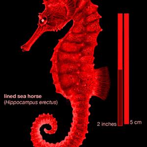Seahorse