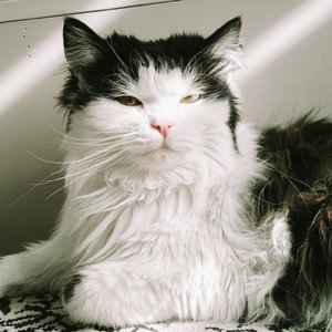 Dreaming of the Girl