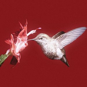 风（prod by.瑞雪relax）