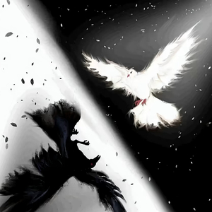 教堂白鸽与野田乌鸦