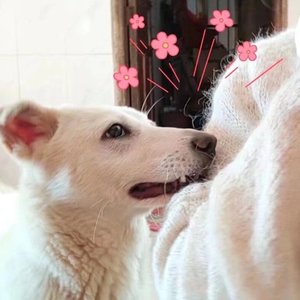 小Y