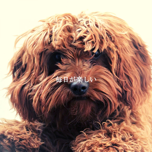 Joyful Backdrops for New Year Styles