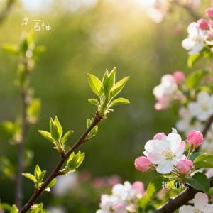 相见非欢 (Cover 叶里)