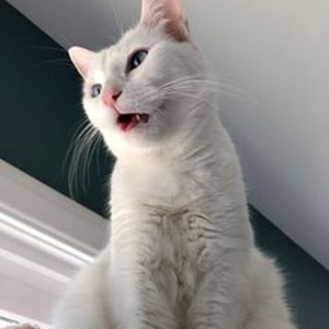 the god witch (sped up)