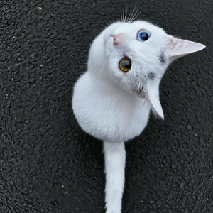 拉过勾的不许变