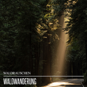 Sonnendurchflutete Waldlandschaft