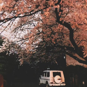 桃花坞里桃花庵