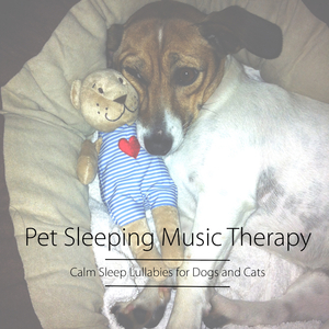 Calm Dog - Feel Safe