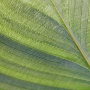 冥想音乐 古道热肠