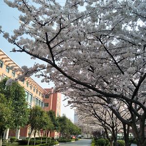 成都（实验中学版）（翻自 赵雷）