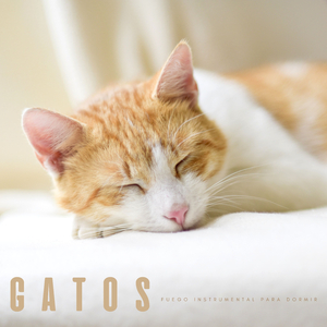 Fuego Crepitante y Gatos