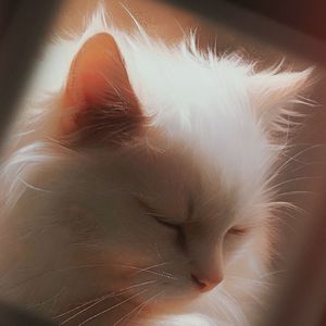 LOVE IS CAT