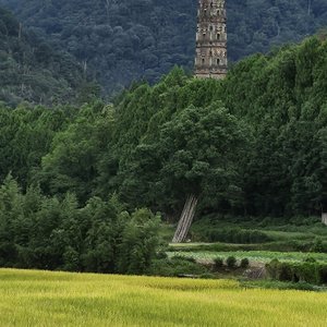 蚊大侠