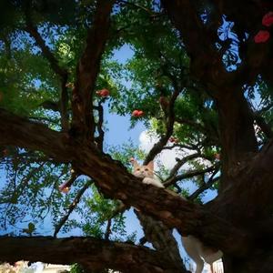 就算是天定的良缘