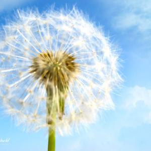 宁愿用一生等待