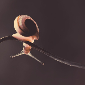 我只是一只蜗牛