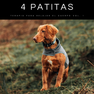 Música Para Gatitos