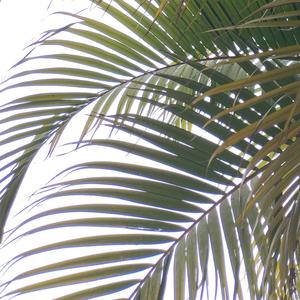 就是我们这的憋佬仔