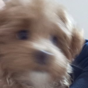 我的毛绒小英雄