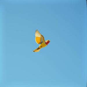 アオイさんの空へ