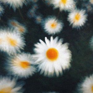 (FREE)"雏菊"-Vocal Guitar Beat