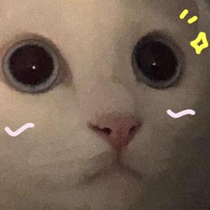 给东北姑娘的歌