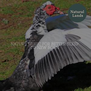 Birds on Jasmine Bush