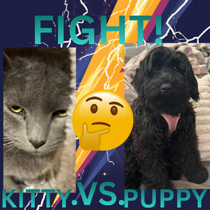 KITTY'S DEMISE