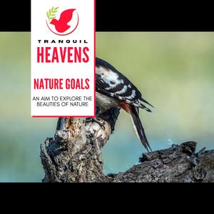 Exploring Birdsong Across the World with Northern Flicker