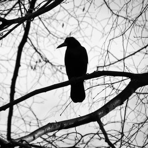 空想状态freestyle