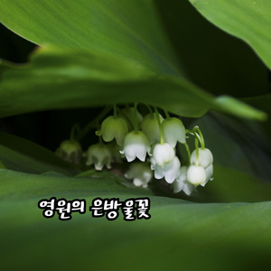 영원의 은방울꽃