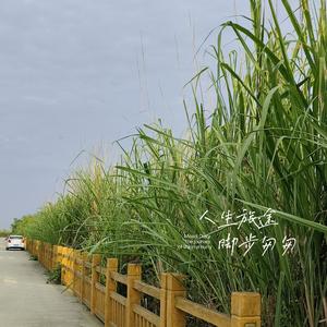 多少细雨写成风