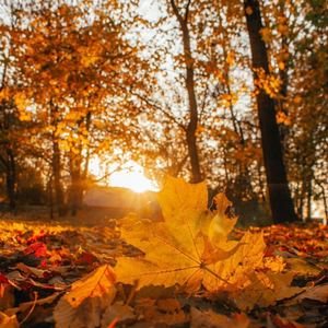 Yellow Autumn