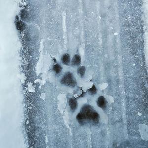 人间共鸣（我走的晴朗和泥泞）