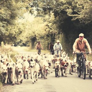 有趣狗独自在家情怀