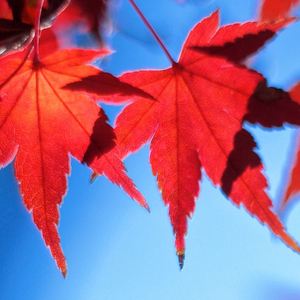 吉祥卓玛（钢琴版）