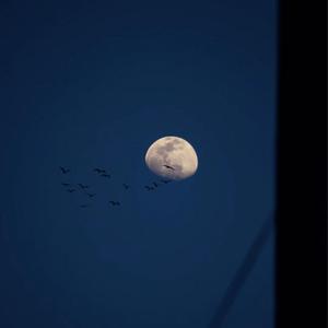 将（翻自 李俊岑呐）