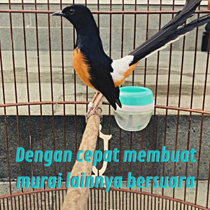 Dengan Cepat Membuat Murai Liannya Bersuara (Live)