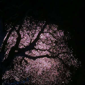 我只是她的替代品