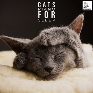 Cat Fall Asleep Piano