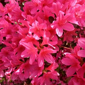 Azalea