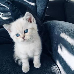 思念化成水Vlo.3