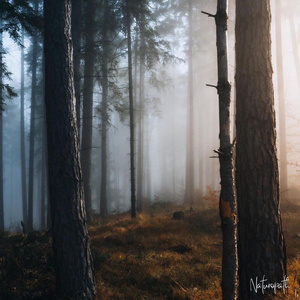 Breathing and Walking Alone in the Peaceful Forest