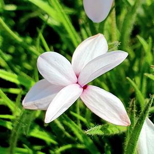 희망의 설란 (Rhodohypoxis)