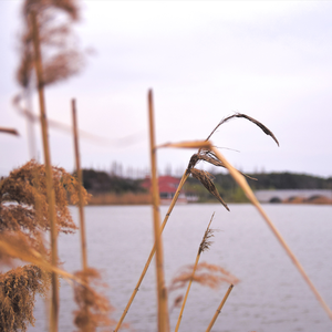 星光 (Demo) 伴奏