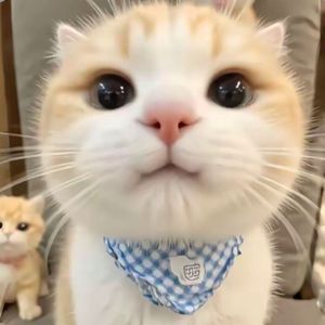 《关于猫的量子叠加态》