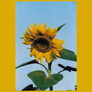 sunflowers (feat. Whilst)