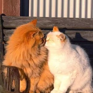 在我找到你之前（The puzzle that aurore solved）